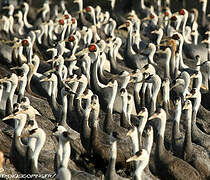 Hooded Crane