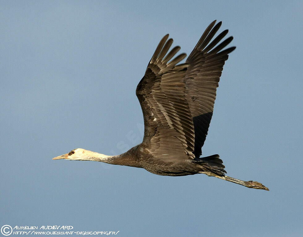 Hooded Crane