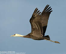 Hooded Crane