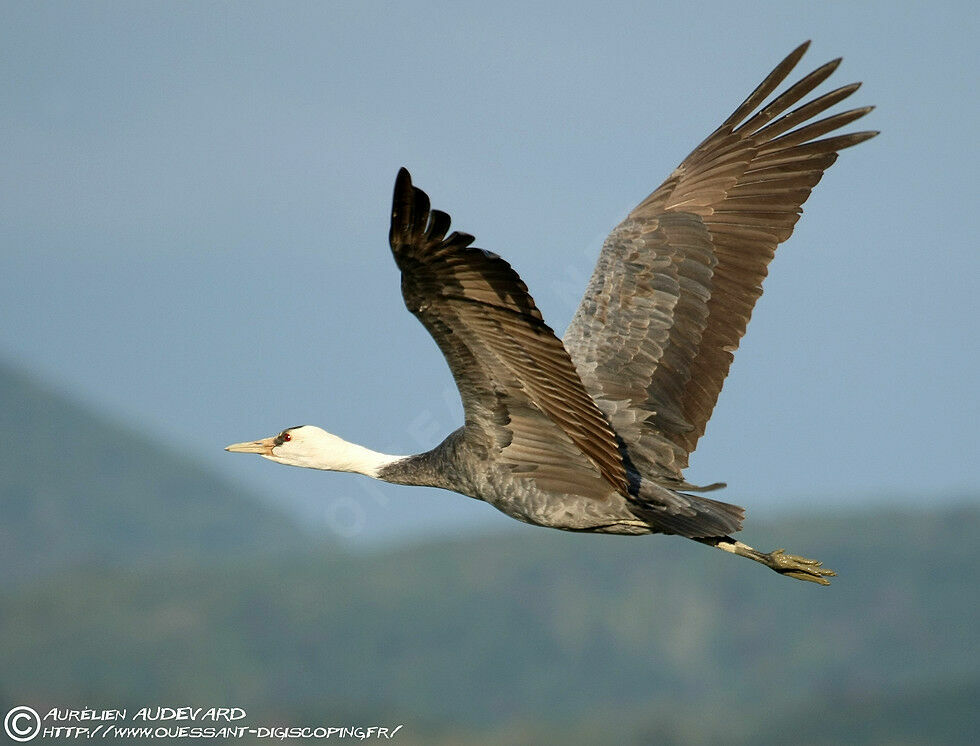 Hooded Crane