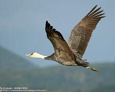 Hooded Crane