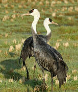 Hooded Crane