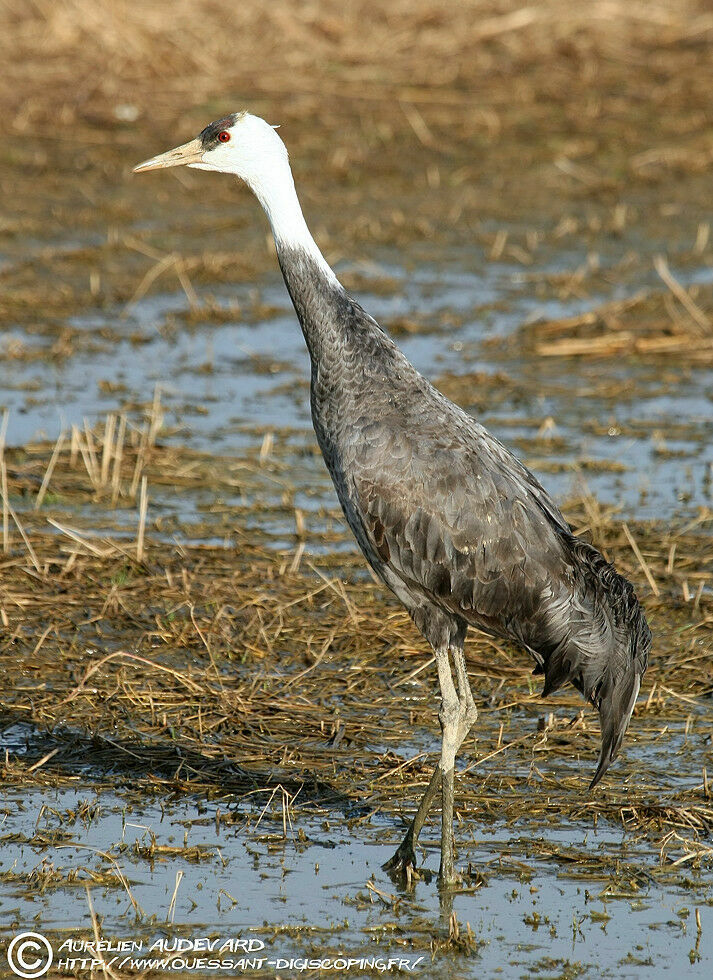 Hooded Crane