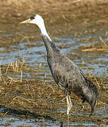 Hooded Crane