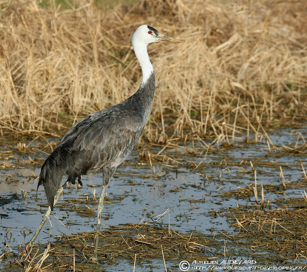 Hooded Crane