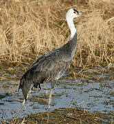 Hooded Crane