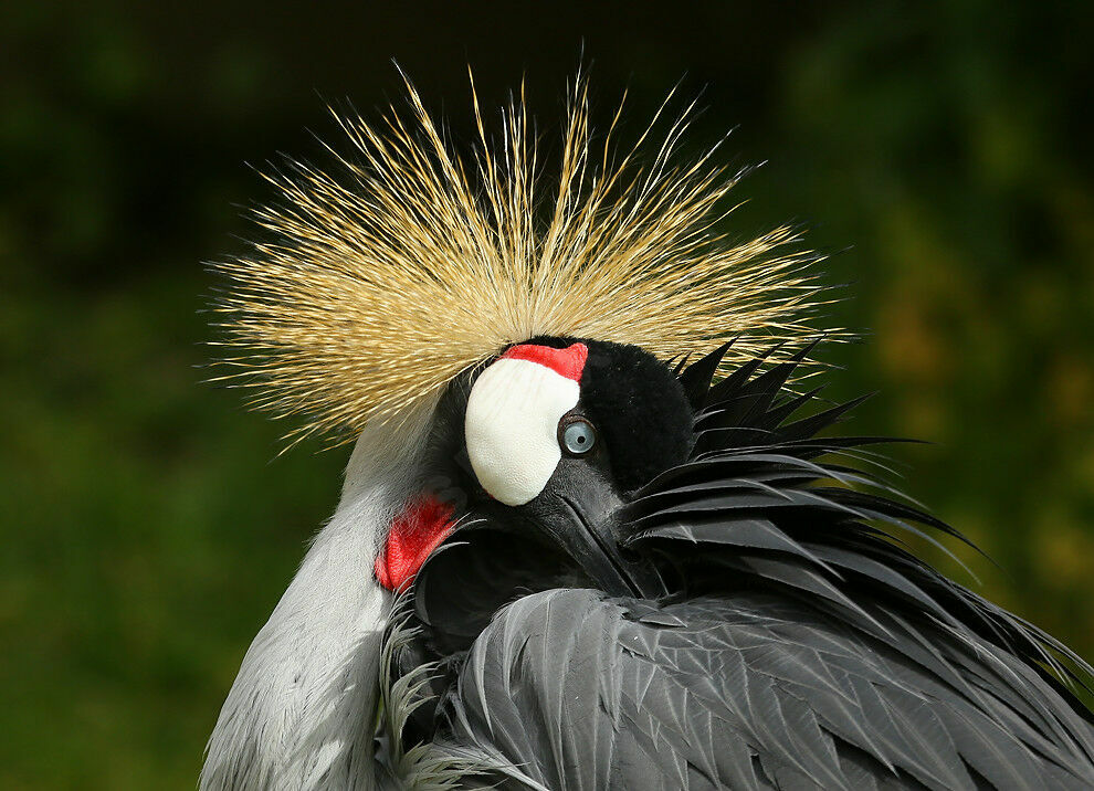 Grey Crowned Craneadult breeding