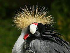 Grey Crowned Crane