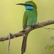 Arabian Green Bee-eater