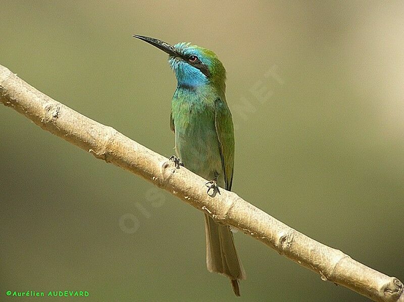 Arabian Green Bee-eater