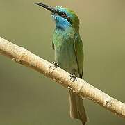 Arabian Green Bee-eater