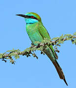 Arabian Green Bee-eater