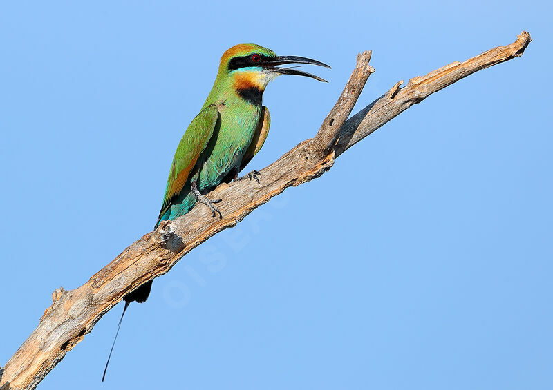 Rainbow Bee-eater, identification