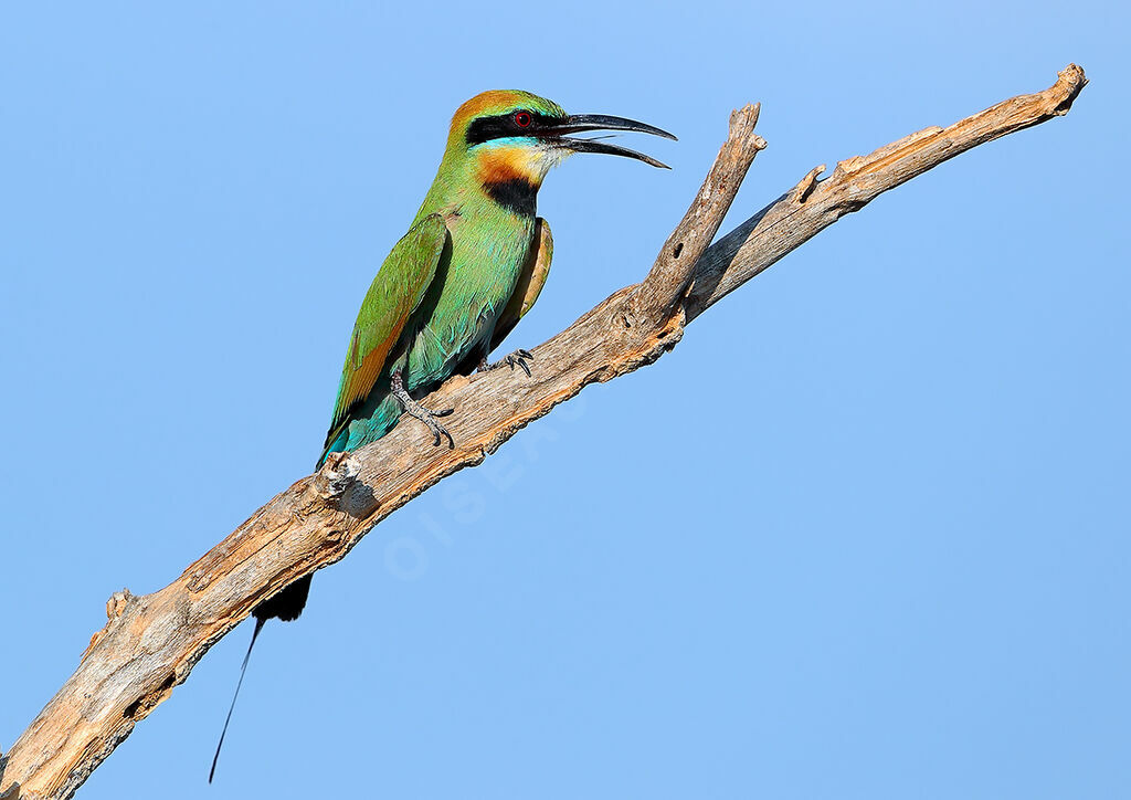 Guêpier arc-en-ciel, identification