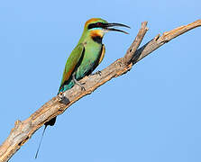 Rainbow Bee-eater