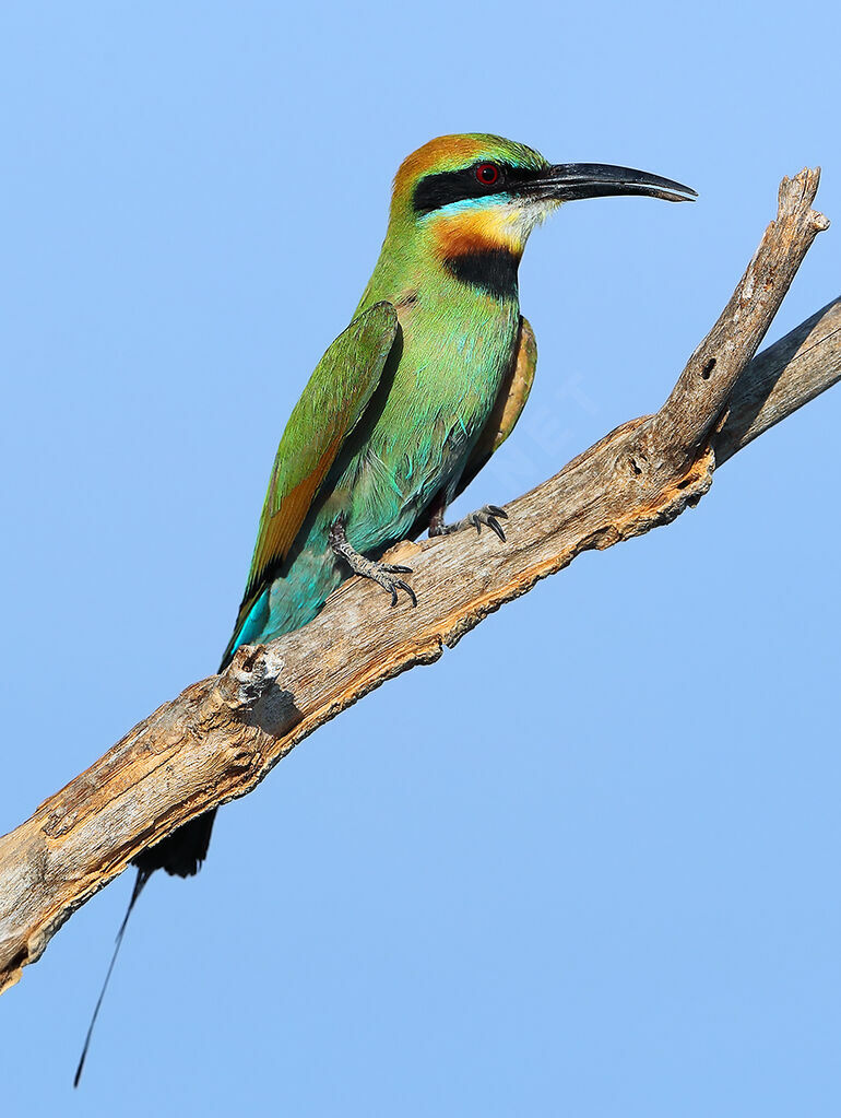 Guêpier arc-en-ciel, identification