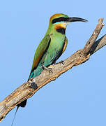 Rainbow Bee-eater