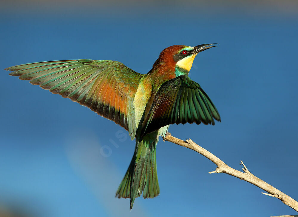 European Bee-eater