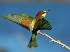 European Bee-eater