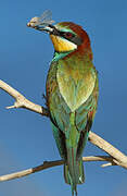 European Bee-eater