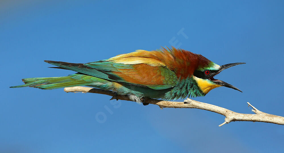 European Bee-eater