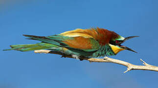 European Bee-eater