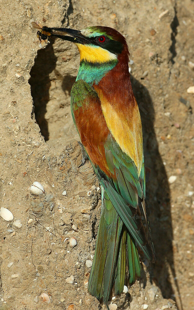 European Bee-eater male adult breeding