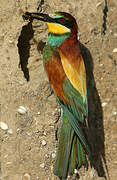 European Bee-eater