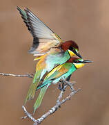 European Bee-eater