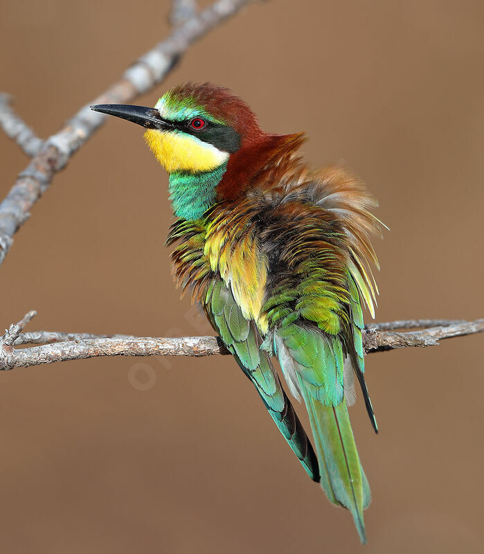 European Bee-eater female adult breeding