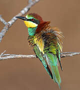 European Bee-eater