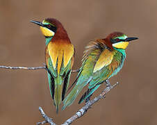 European Bee-eater