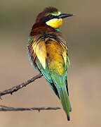 European Bee-eater