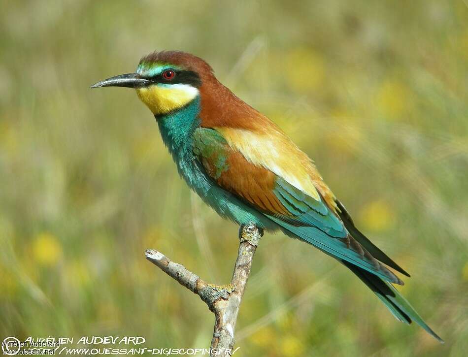 European Bee-eater