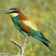 European Bee-eater