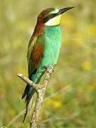 European Bee-eater