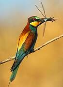 European Bee-eater