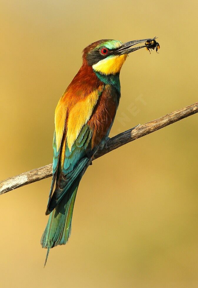 European Bee-eater