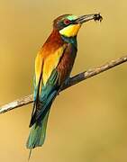 European Bee-eater