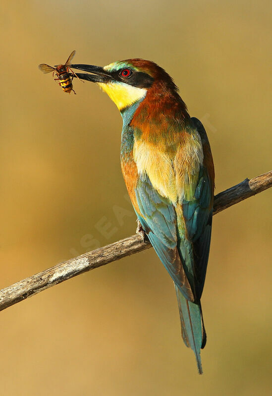 European Bee-eater, feeding habits