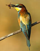 European Bee-eater