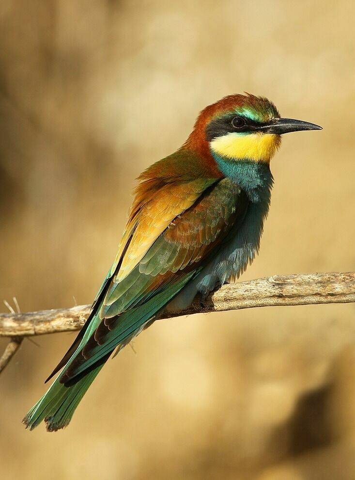 European Bee-eater, identification