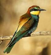 European Bee-eater