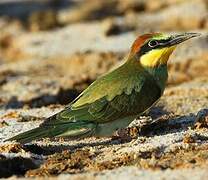 European Bee-eater