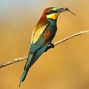 European Bee-eater