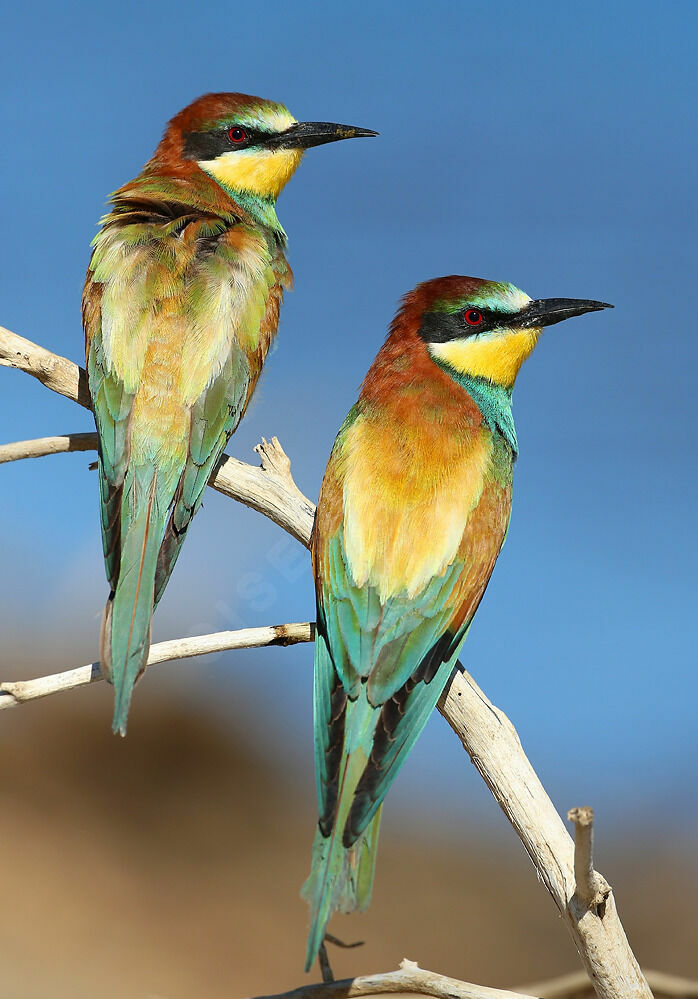 European Bee-eater