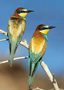 European Bee-eater