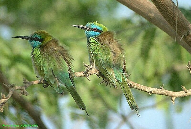 Green Bee-eater