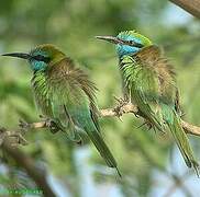 Green Bee-eater