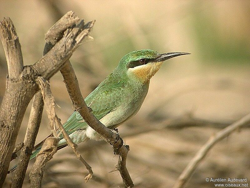 Blue-cheeked Bee-eater